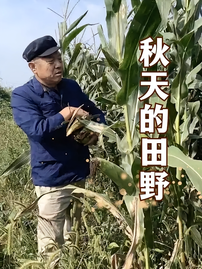 秋天的田野