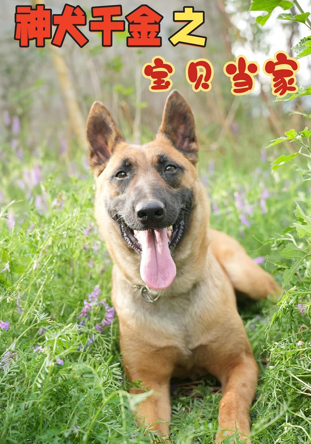 神犬千金之宝贝当家