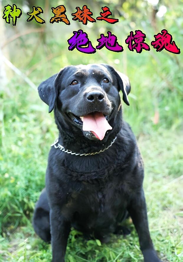 神犬黑妹之绝地惊魂
