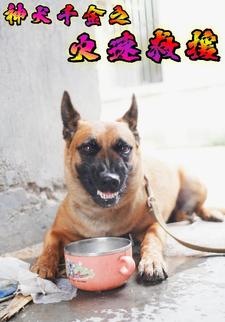 神犬千金之火速救援
