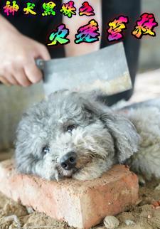 神犬黑妹之火速营救