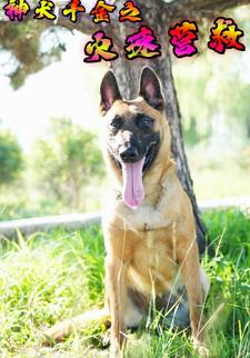 神犬千金之火速营救