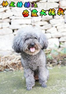 神犬锤锤之雷霆大援救