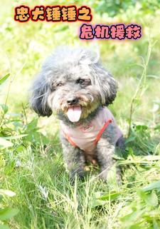 忠犬锤锤之危机援救