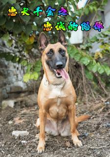 忠犬千金之忠诚的陪伴