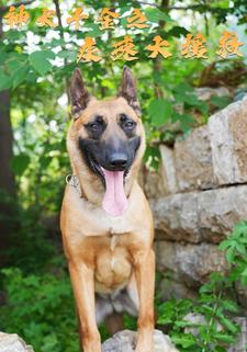 神犬千金之疾速大援救