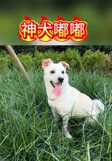 神犬嘟嘟