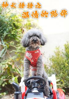 神犬锤锤之温情的陪伴