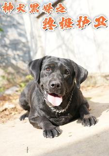 神犬黑妹之终极护卫