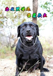 忠犬黑妹之雷霆救主