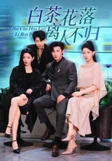 白茶花落离人不归