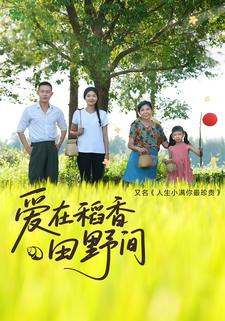 爱在稻香田野间